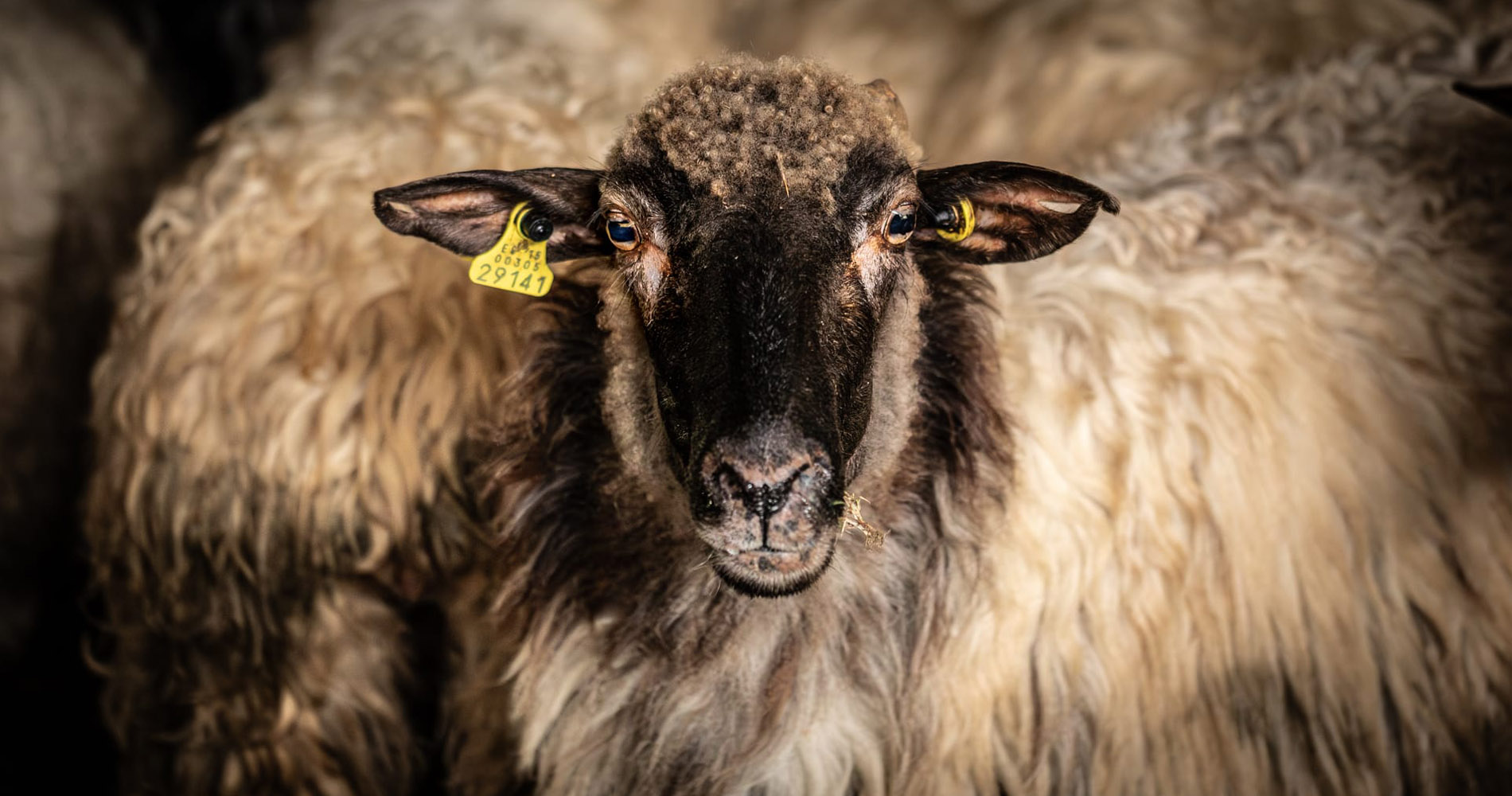 Goienetxe Gazta - Quesos - Mutriku - Motrico - Gipuzkoa