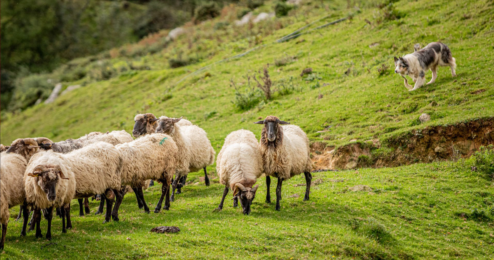 Goienetxe Gazta - Quesos - Mutriku - Motrico - Gipuzkoa