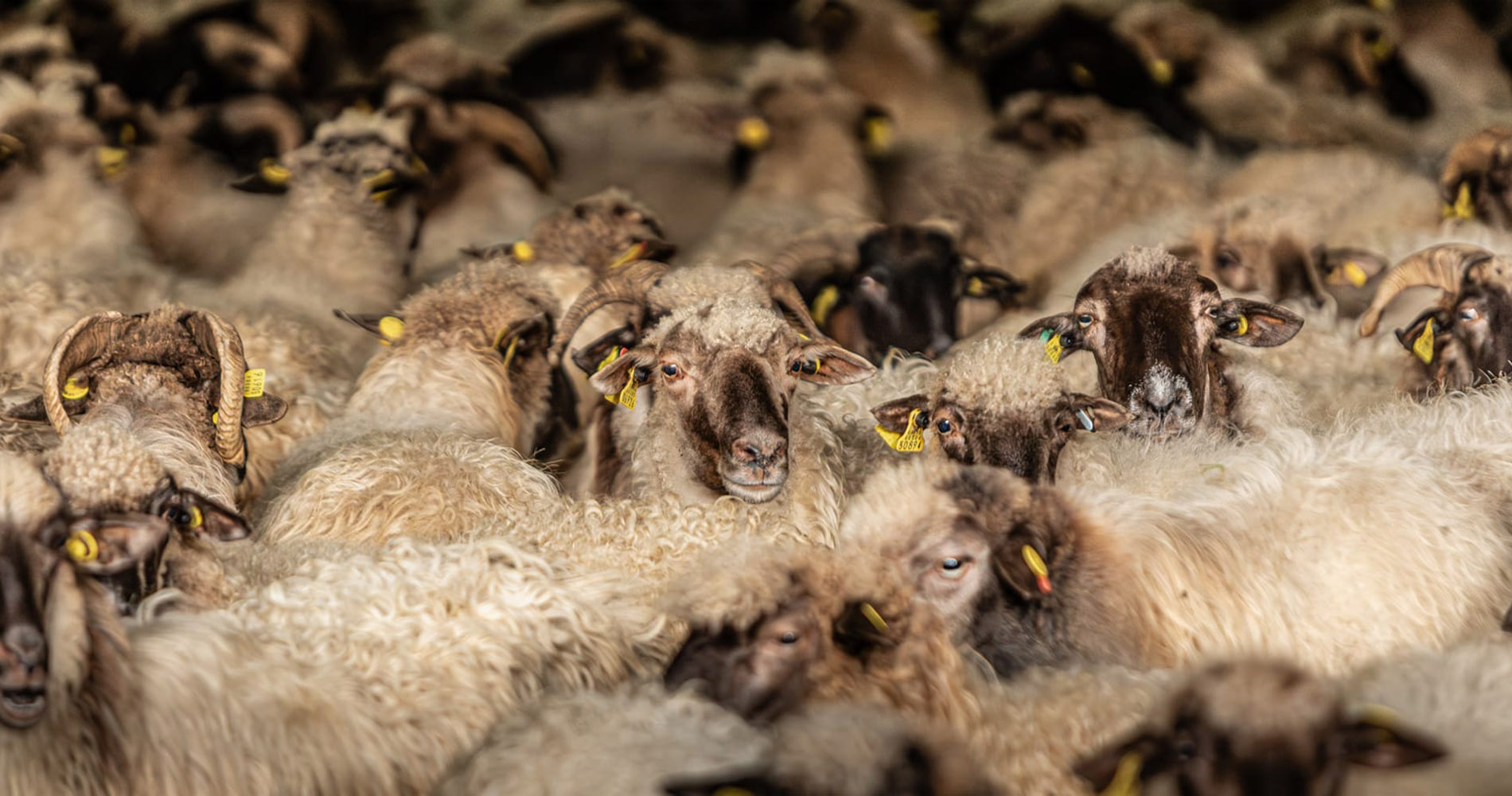Goienetxe Gazta - Quesos - Mutriku - Motrico - Gipuzkoa