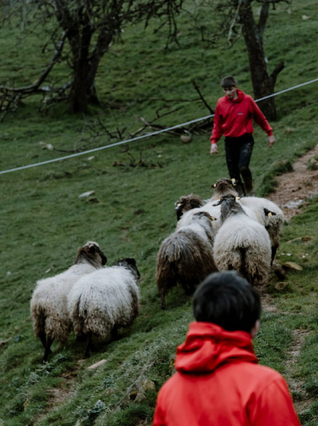 Goienetxe Gazta - visitas guiadas - queso de pastor
